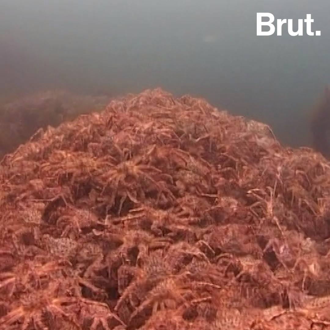 The red king crab has no predator in Northern Europe Brut.
