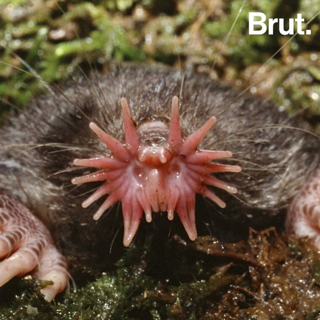 The star-nosed mole is the world's fastest-eating mammal | Brut.