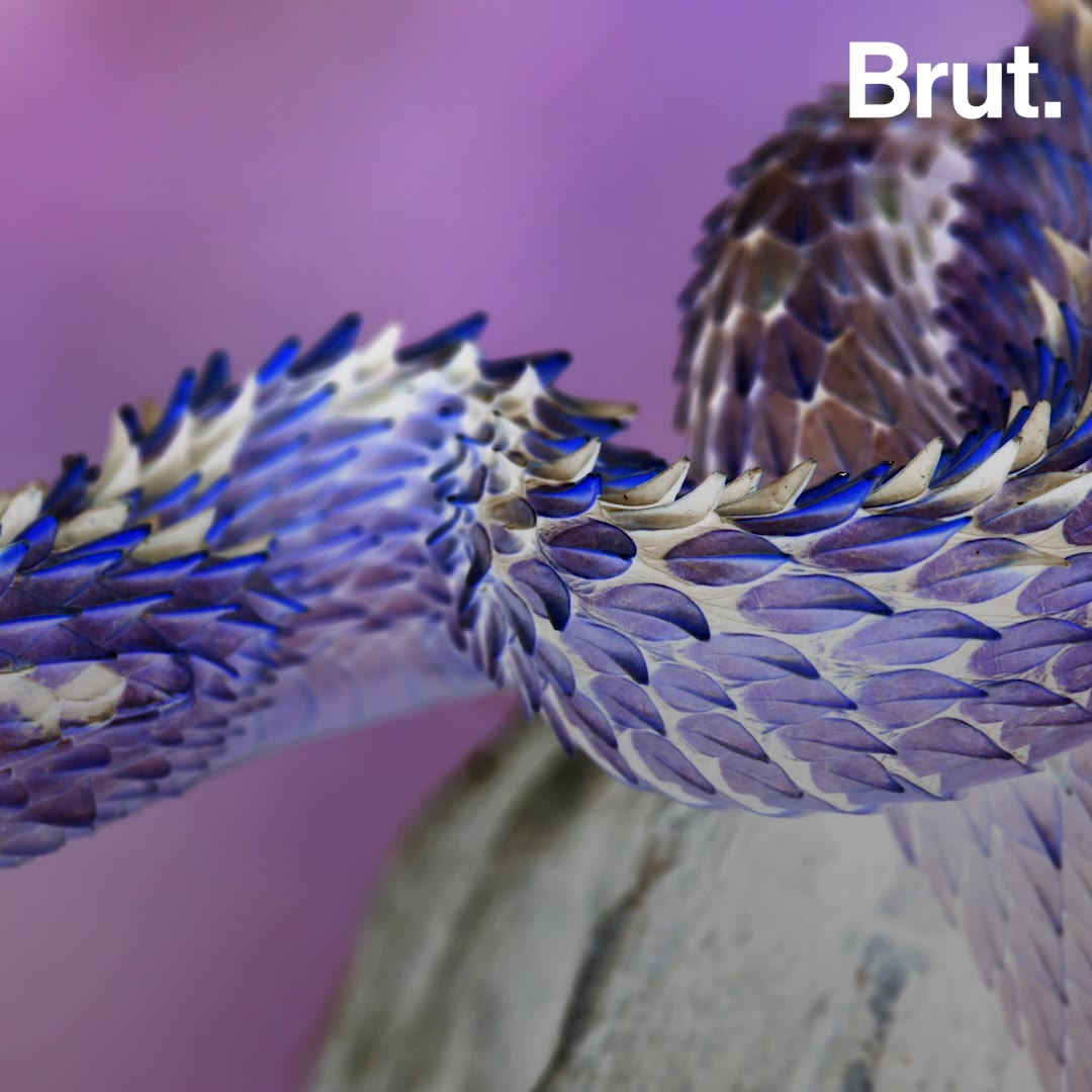Atheris hispida, Rough-scaled Bush Viper www.matthieu-berro…