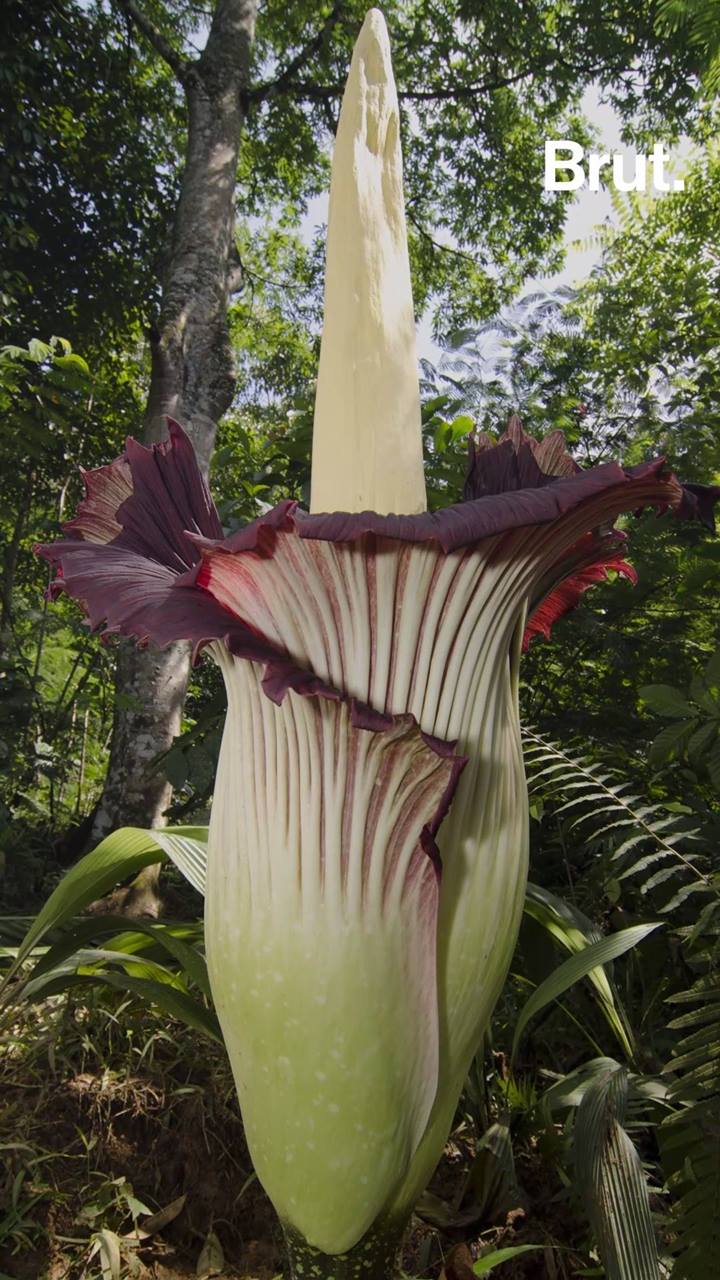 The titan arum has the world's tallest inflorescence Brut.