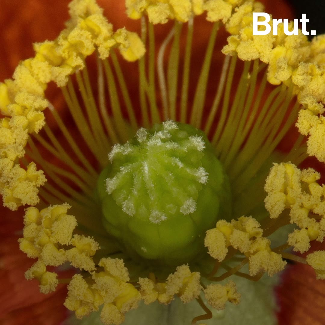 These flowers rise from the ashes Brut.