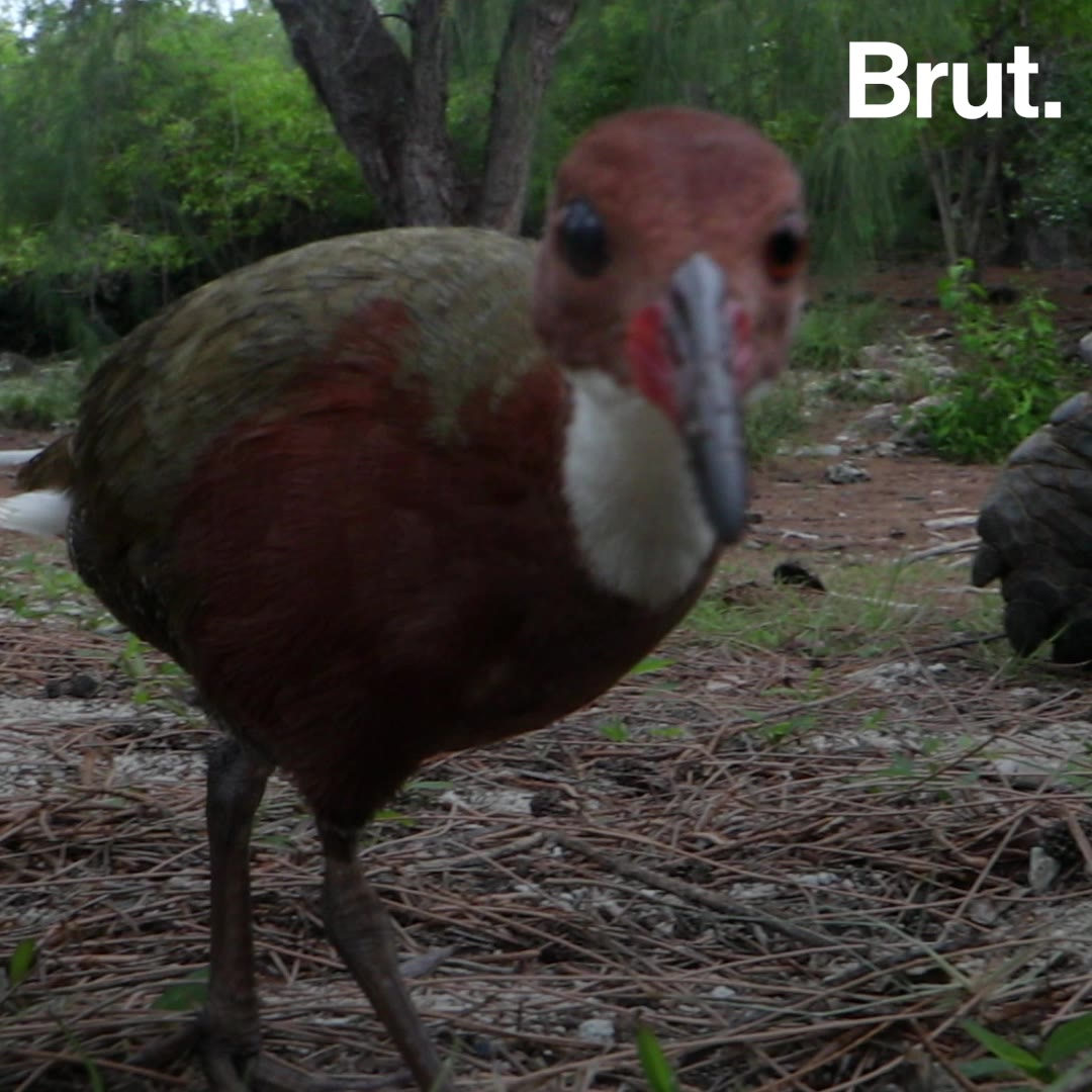 This bird went extinct and came back to life thousands of