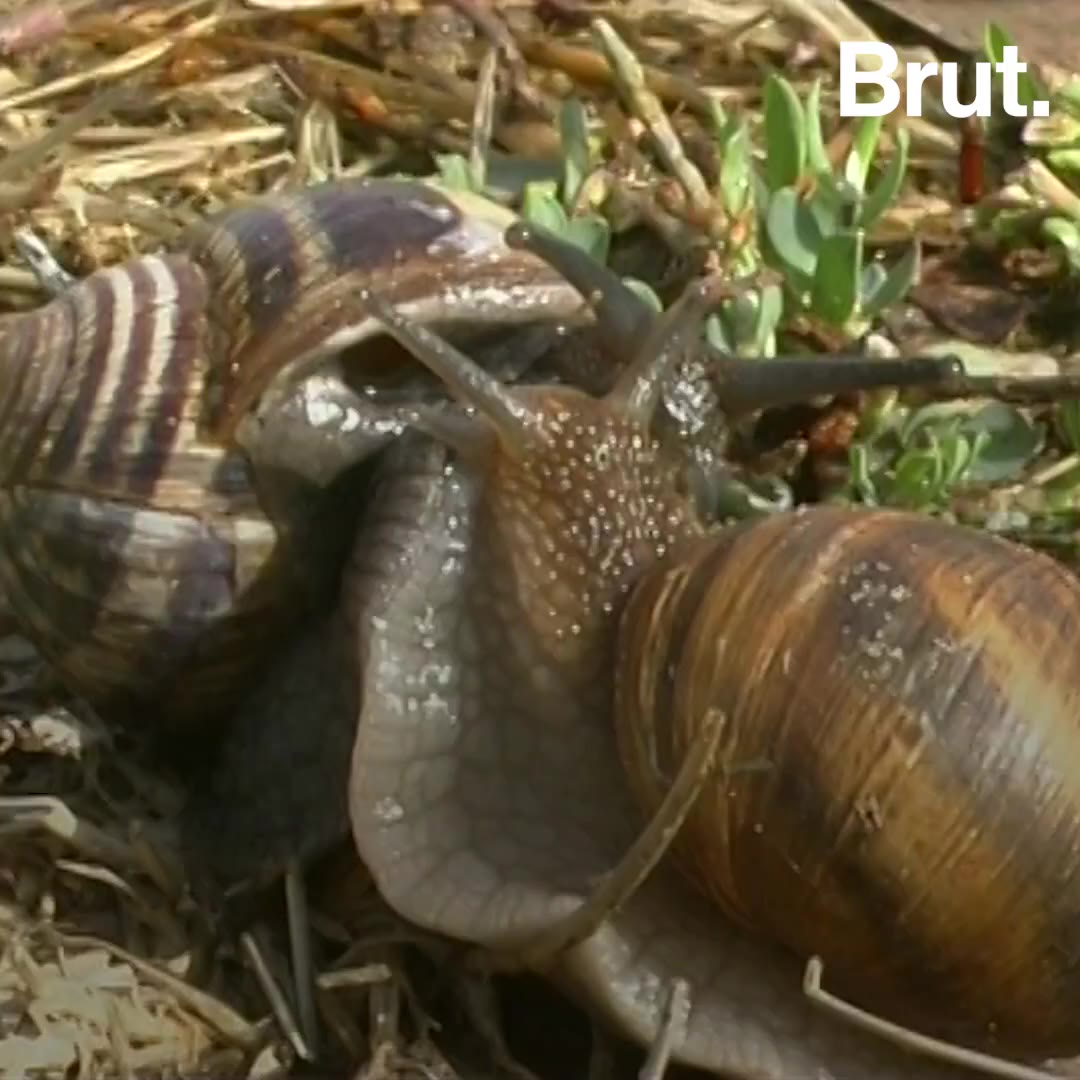 This Is How Snails Reproduce | Brut.