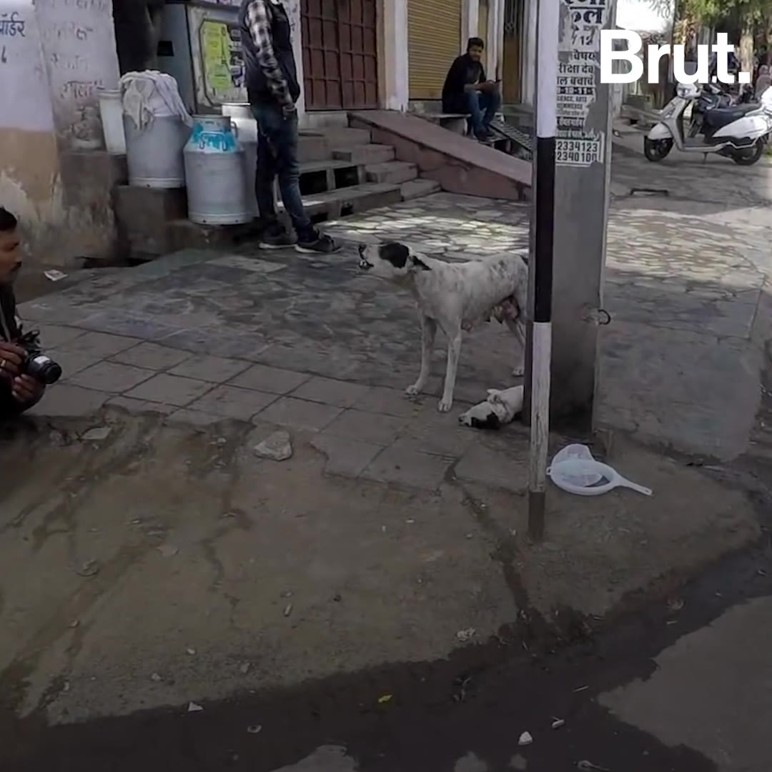 This Udaipur Pup Rescue Will Make Your Day | Brut.