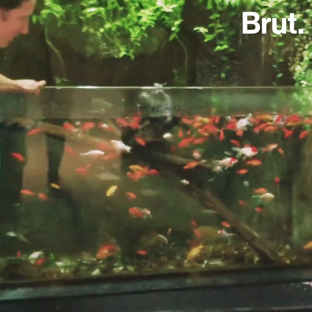 Un refuge pour poissons rouges à l'Aquarium de Paris.