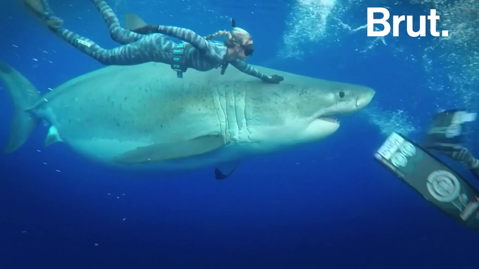 Une Gigantesque Femelle Requin Blanc Reperee Au Large D Hawai Brut