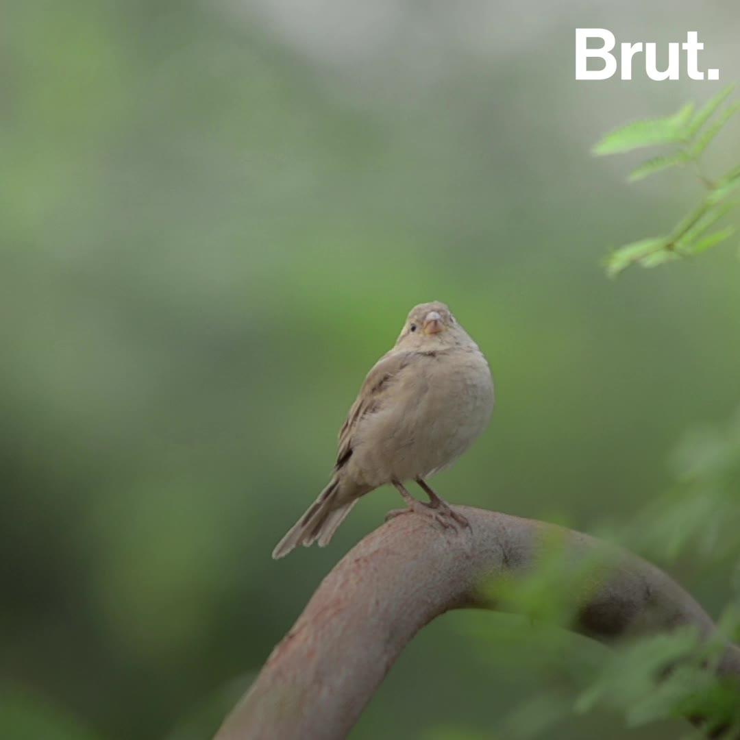 What If All The Sparrows Disappeared Brut 