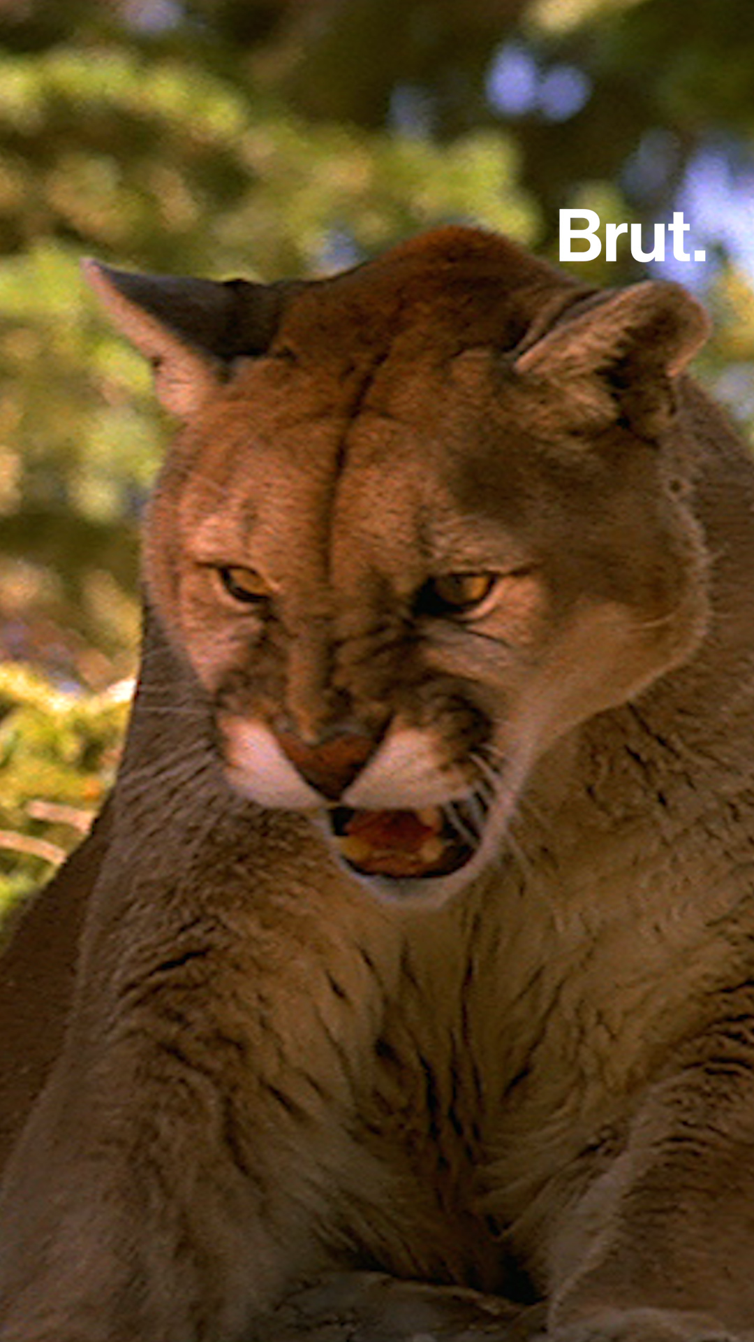 what to do if you encounter a mountain lion