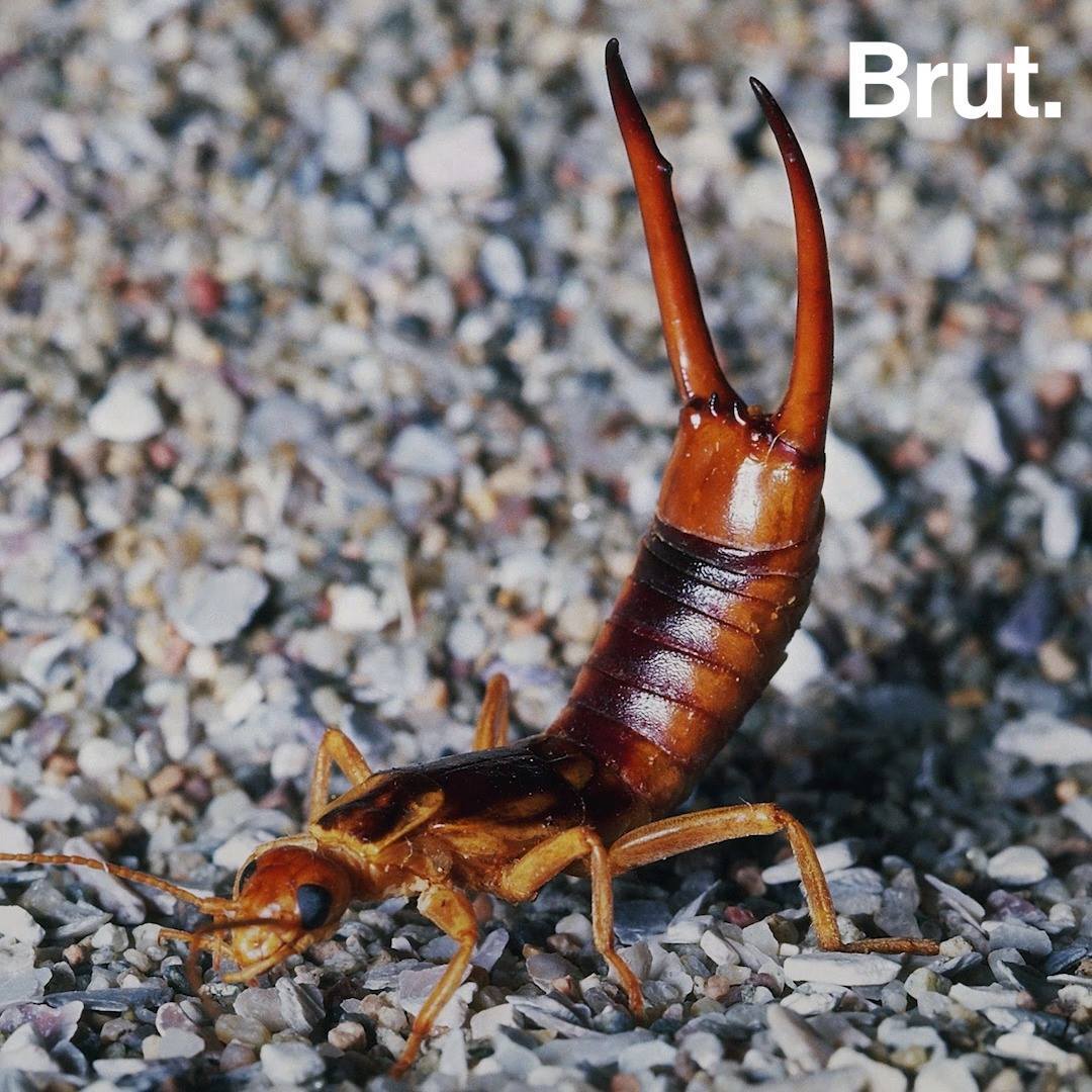 does earwig have those pincers? |