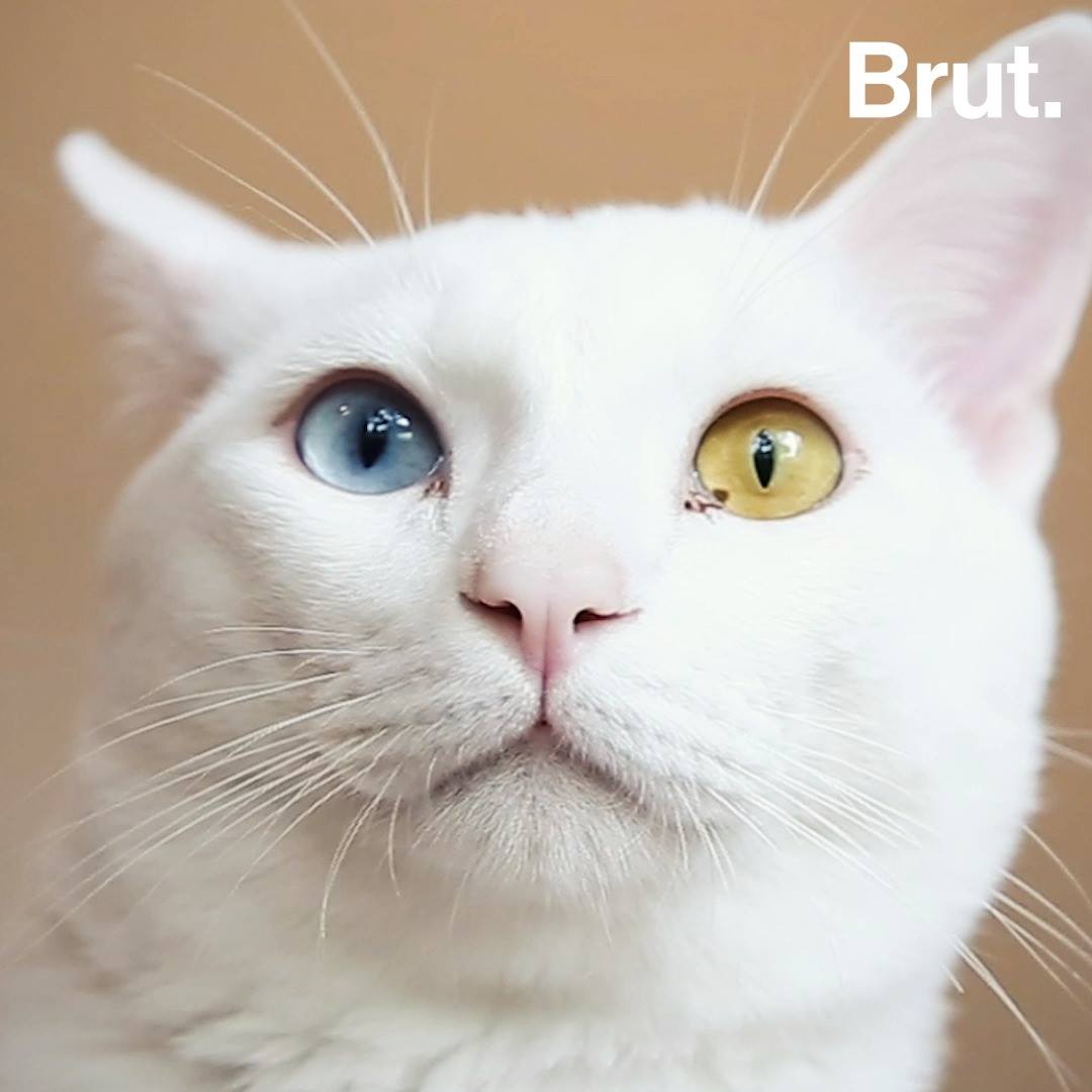 Why house cats with white fur are often deaf | Brut.