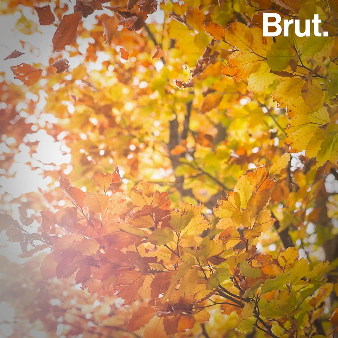 why-leaves-fall-in-autumn-brut