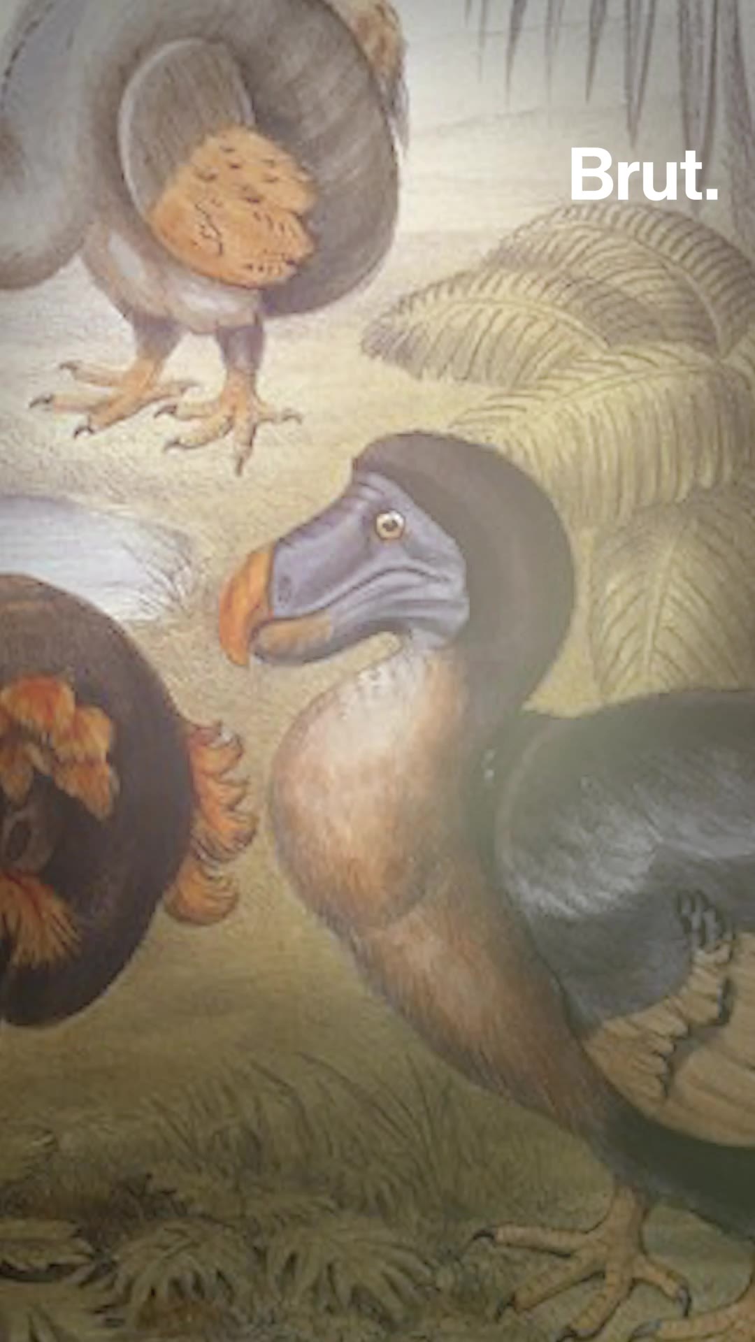 Why the dodo went extinct | Brut.
