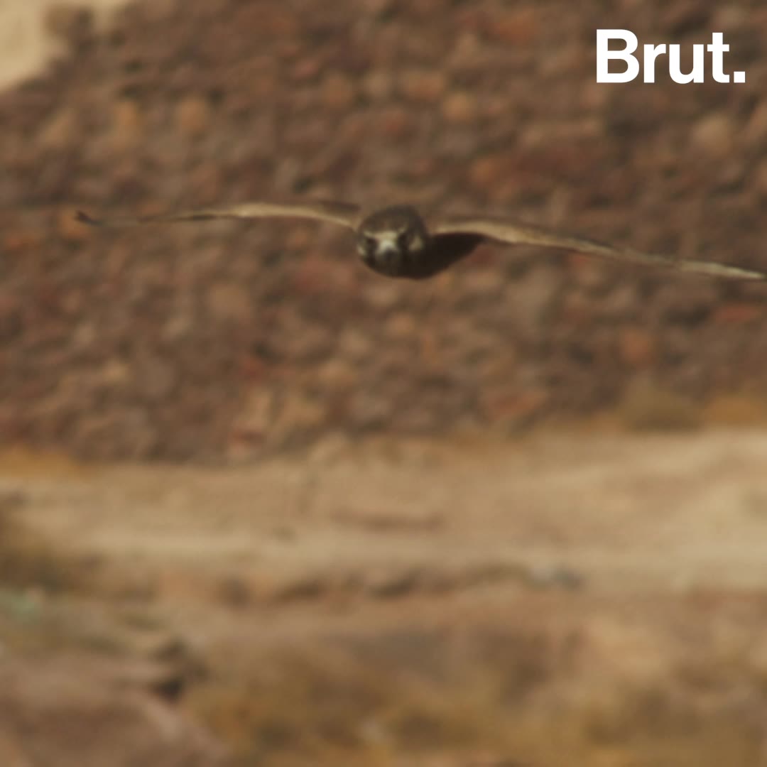 Why the peregrine falcon is the fastest animal in the world | Brut.