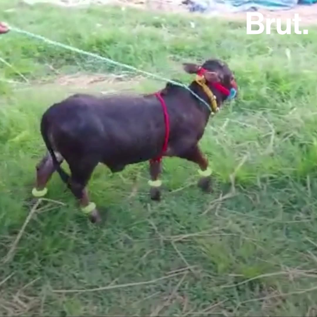 World's Smallest Breed Of Cows Are From Andhra Pradesh | Brut.