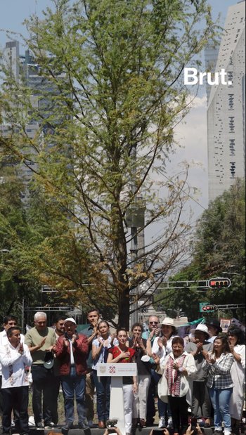 ¿Por qué se están muriendo los árboles de Ciudad de México? 