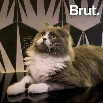 Comment Rendre Un Chat Heureux En Appartement Brut