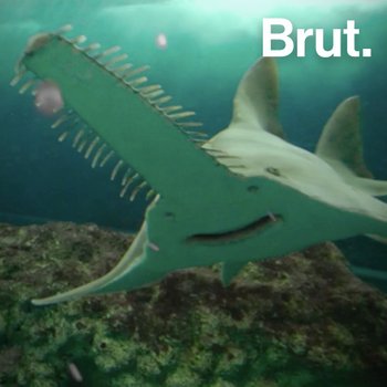 https://img.brut.media/w350/thumbnail/le-rostre-des-poissons-scies-est-aussi-leur-point-faible-943626b3-7848-4b87-8438-71b50281b7bc.bo-pascalin-square.jpg?ts=1606989611