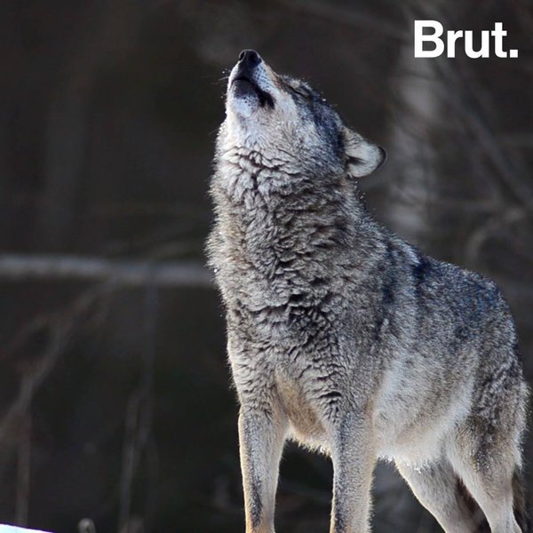 3 Raisons De Proteger Les Loups Brut