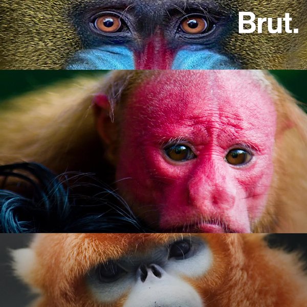 3 Singes Aux Couleurs Etonnantes Brut