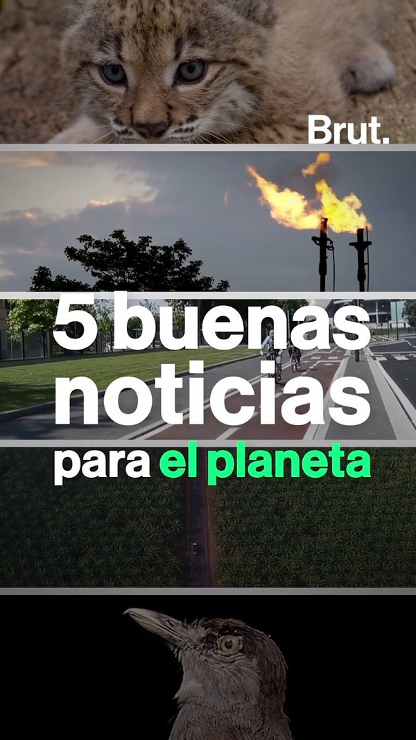 5 buenas noticias para el Brut.