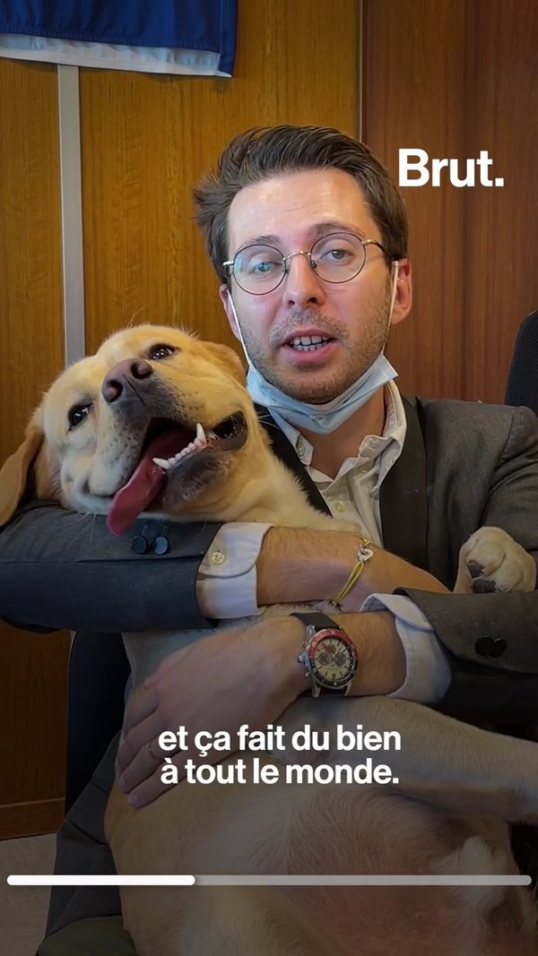Grenoble : A la mairie, cu0027est possible de travailler avec son chien