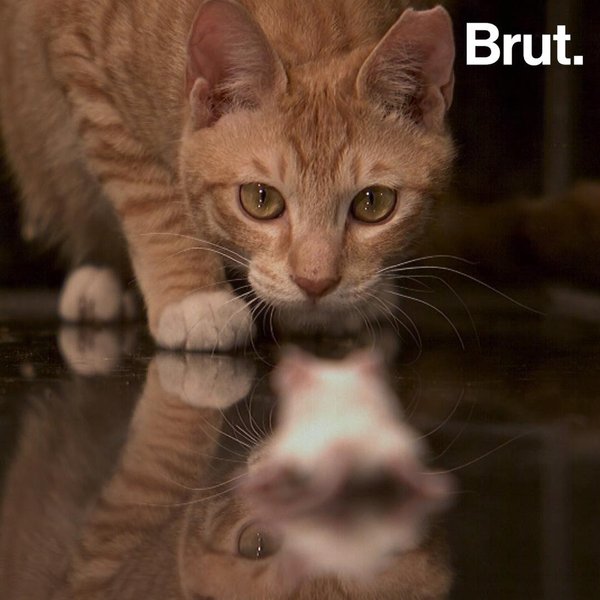 A Quoi Sert La Moustache Du Chat Brut