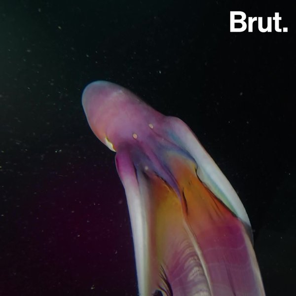 A rainbowcolored octopus spotted off the Philippine coast Brut.