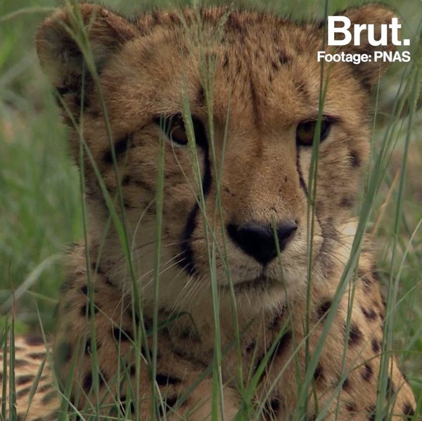 Animals are disapearing fast | Brut. Animals are disapearing fast | Brut.