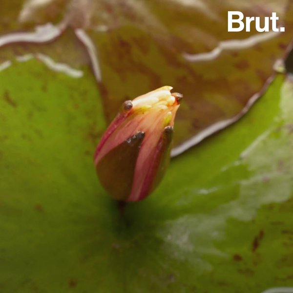 Así es cómo puedes cultivar lirios de agua | Brut.