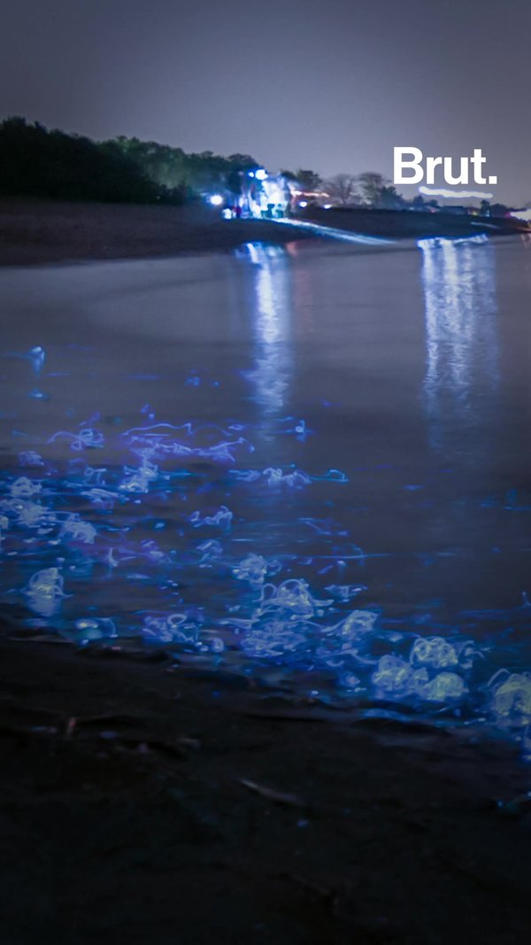 Así son los calamares luminosos de Japón