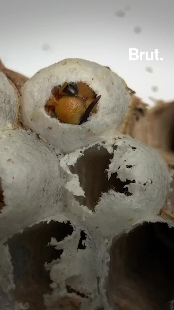 Asian Giant Hornet Nest Captured In Washington State | Brut.