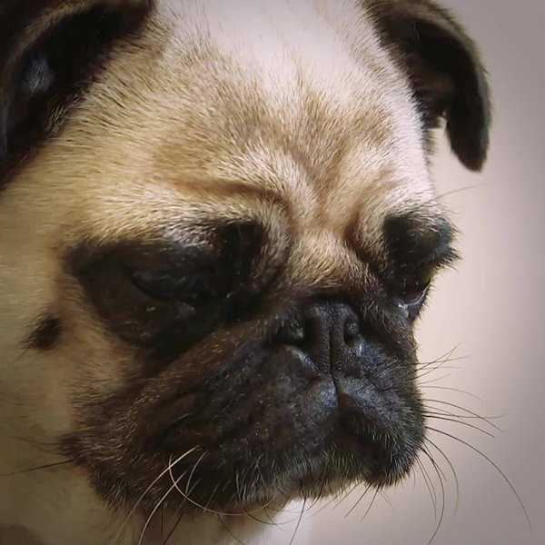 Breeding flat-faced dogs is damaging their health | Brut.