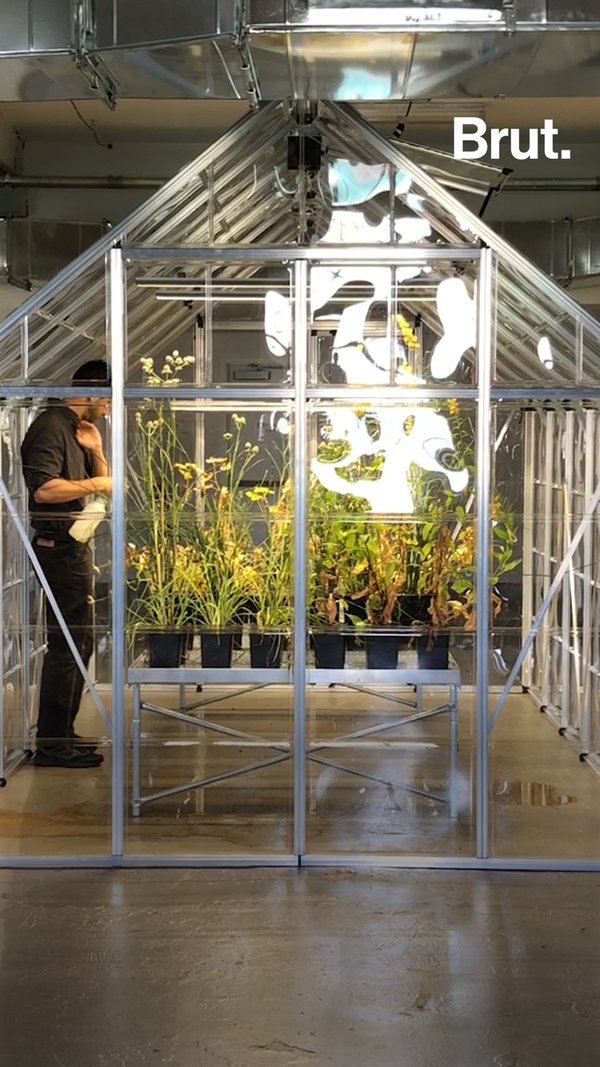 Bringing Back NYC's Extinct Plants Brut.