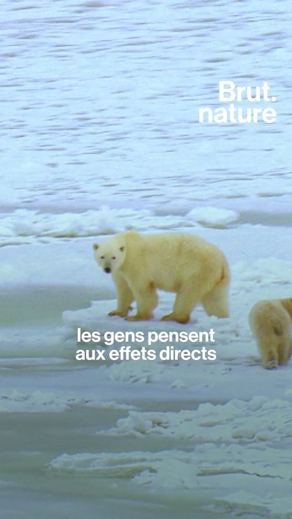 C'est quoi les cascades d'extinctions ?