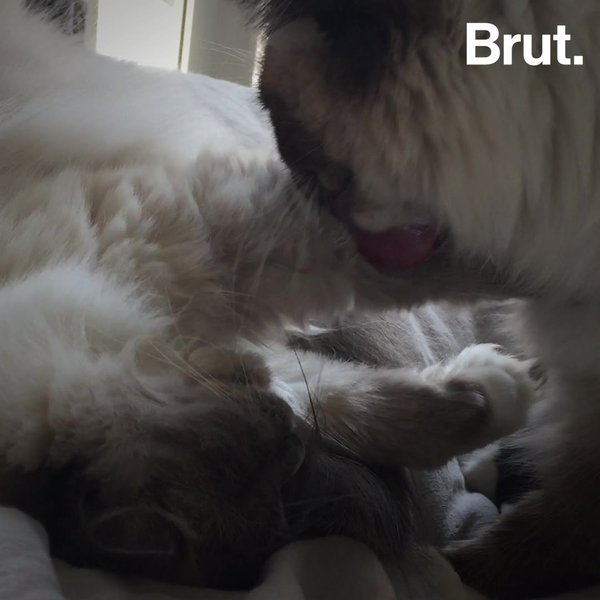 Caats Les Croquettes Plus Respectueuses Pour Les Chats Brut