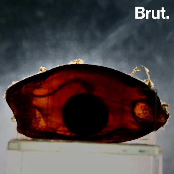 Certains requins pondent des œufs Brut.