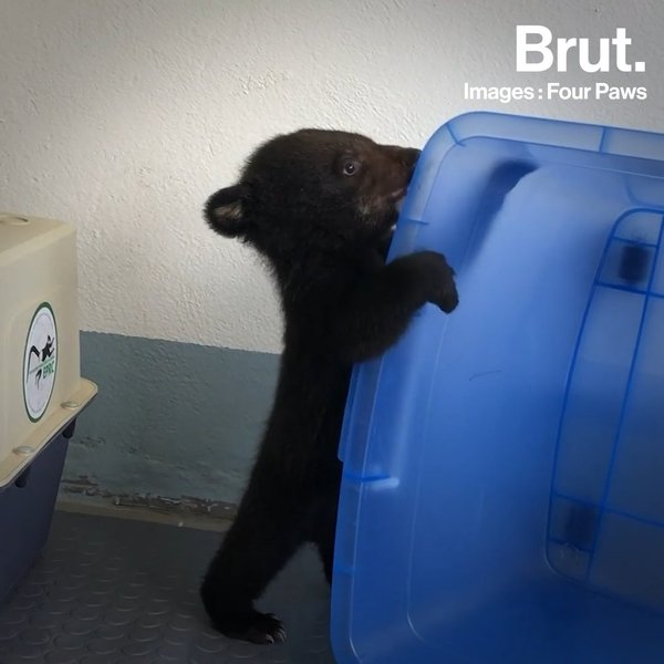 Cet Ourson A Echappe De Justesse Au Trafic Illegal Brut