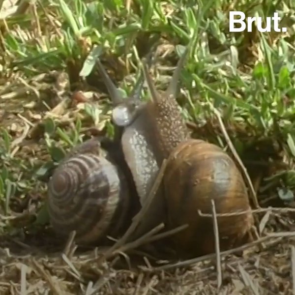 Comment Les Escargots Se Reproduisent Brut