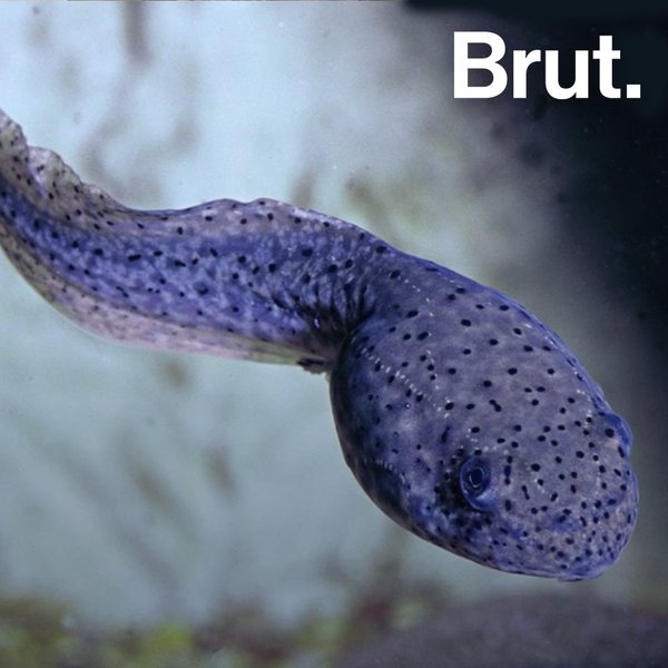 Comment Les Tetards Deviennent Des Grenouilles Brut Comment Les Tetards Deviennent Des Grenouilles Brut