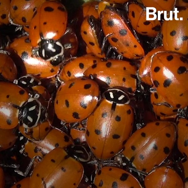 Comment se reproduisent les coccinelles convergentes Brut