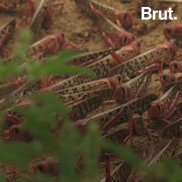 Desert locust plague in East Africa Brut.