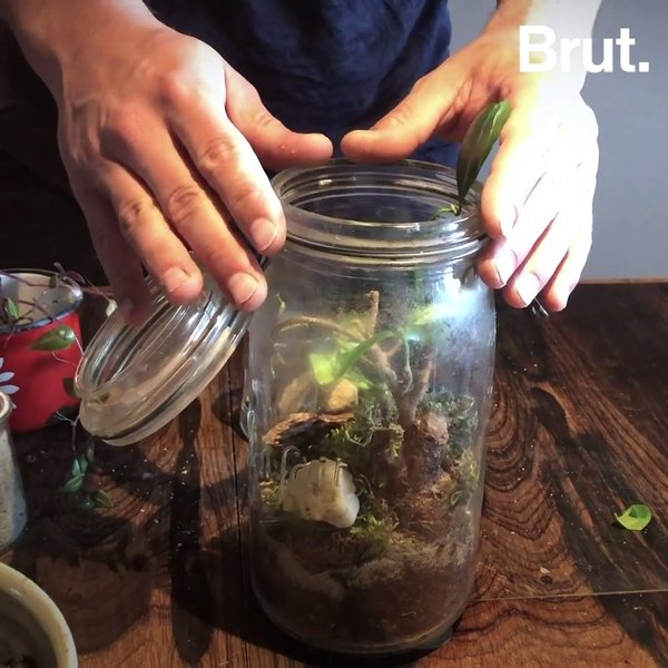 Diy Garden Ideas How To Make A Terrarium Brut