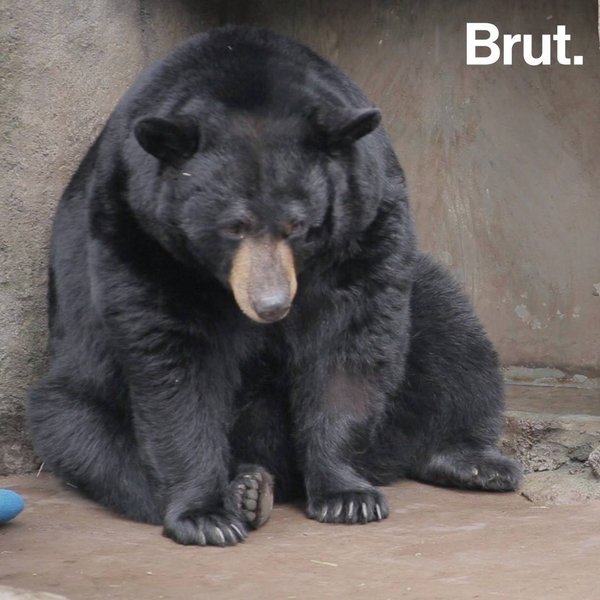 Do animals commit suicide? | Brut.