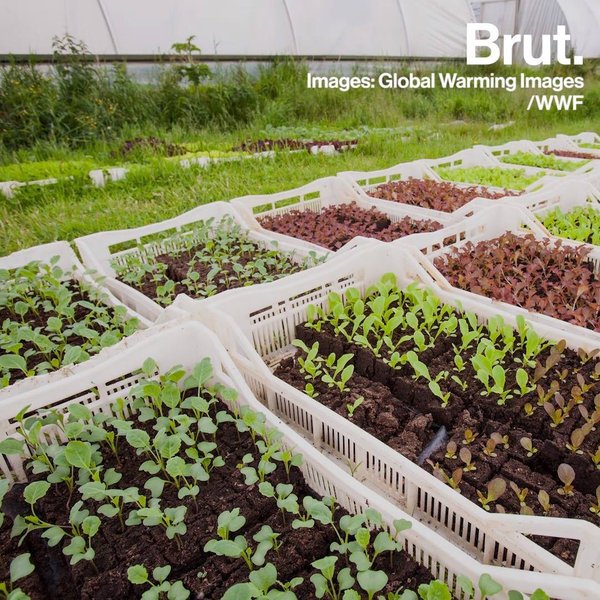 Does music help plants grow? Brut.