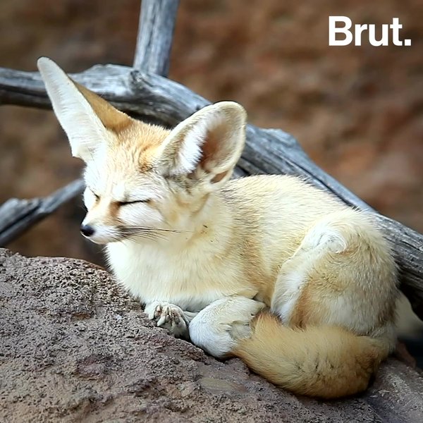 El Zorro Fenec El Canido Mas Pequeno Del Mundo Brut