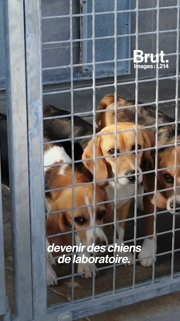 Vidéo. En France, de nombreux chiens beagles sont destinés à la recherche  en laboratoire