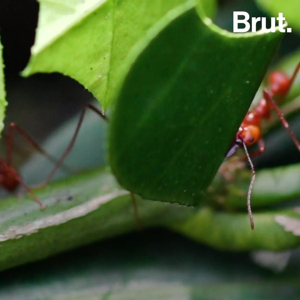 How ants carry heavy loads Brut.