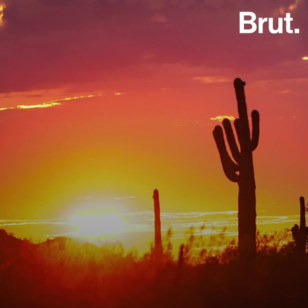 How Cacti Survive In The Desert Brut