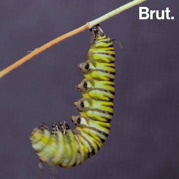 How Caterpillars Transform Into Butterflies | Brut.