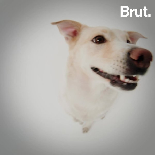 how-do-dogs-smell-brut